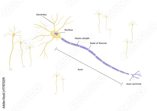struttura di un neurone