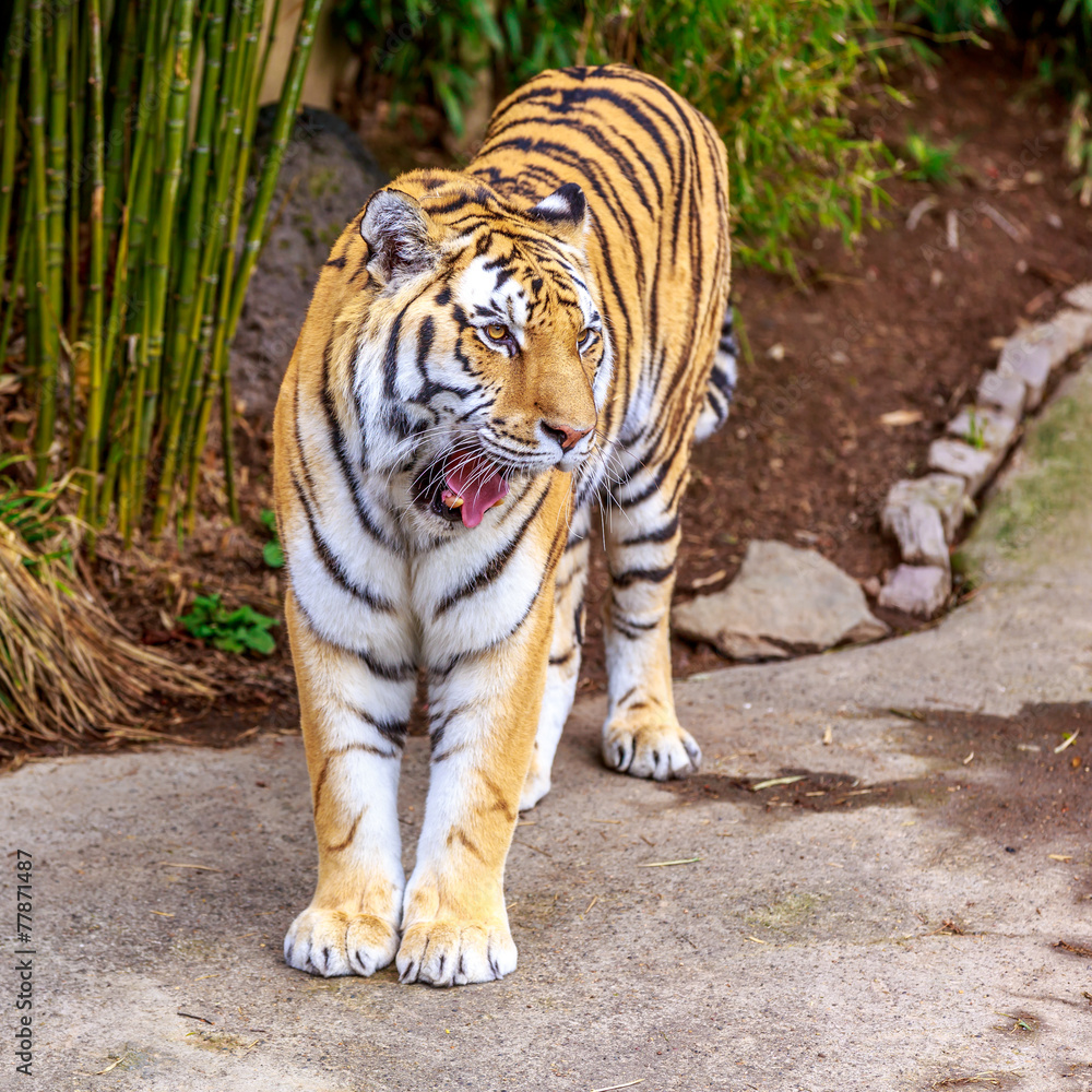 Obraz premium Amur Tiger