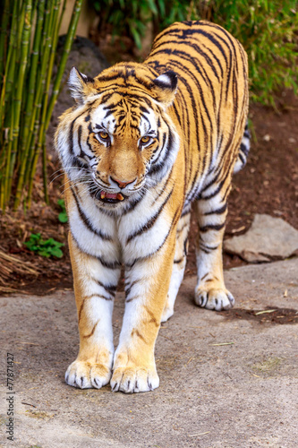 Amur Tiger