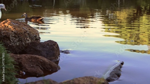 The Japanese Gardens with wild birds in Toowoomba, QLD. photo