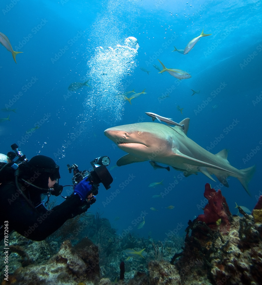 Obraz premium Lemon shark and underwater photographer