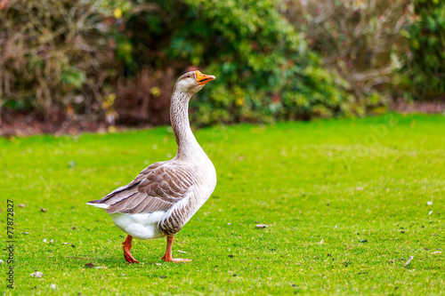 Emden goose