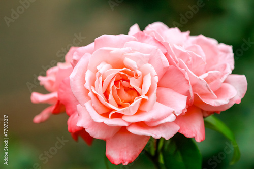 Wallpaper Mural Fragrant Rose in Full Blossom Torontodigital.ca