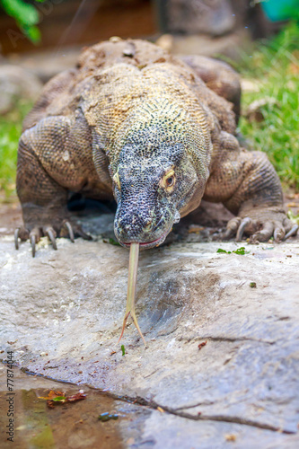 Fototapeta Naklejka Na Ścianę i Meble -  Komodo dragon