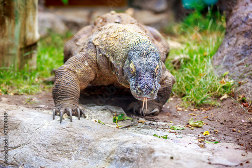 Komodo dragon