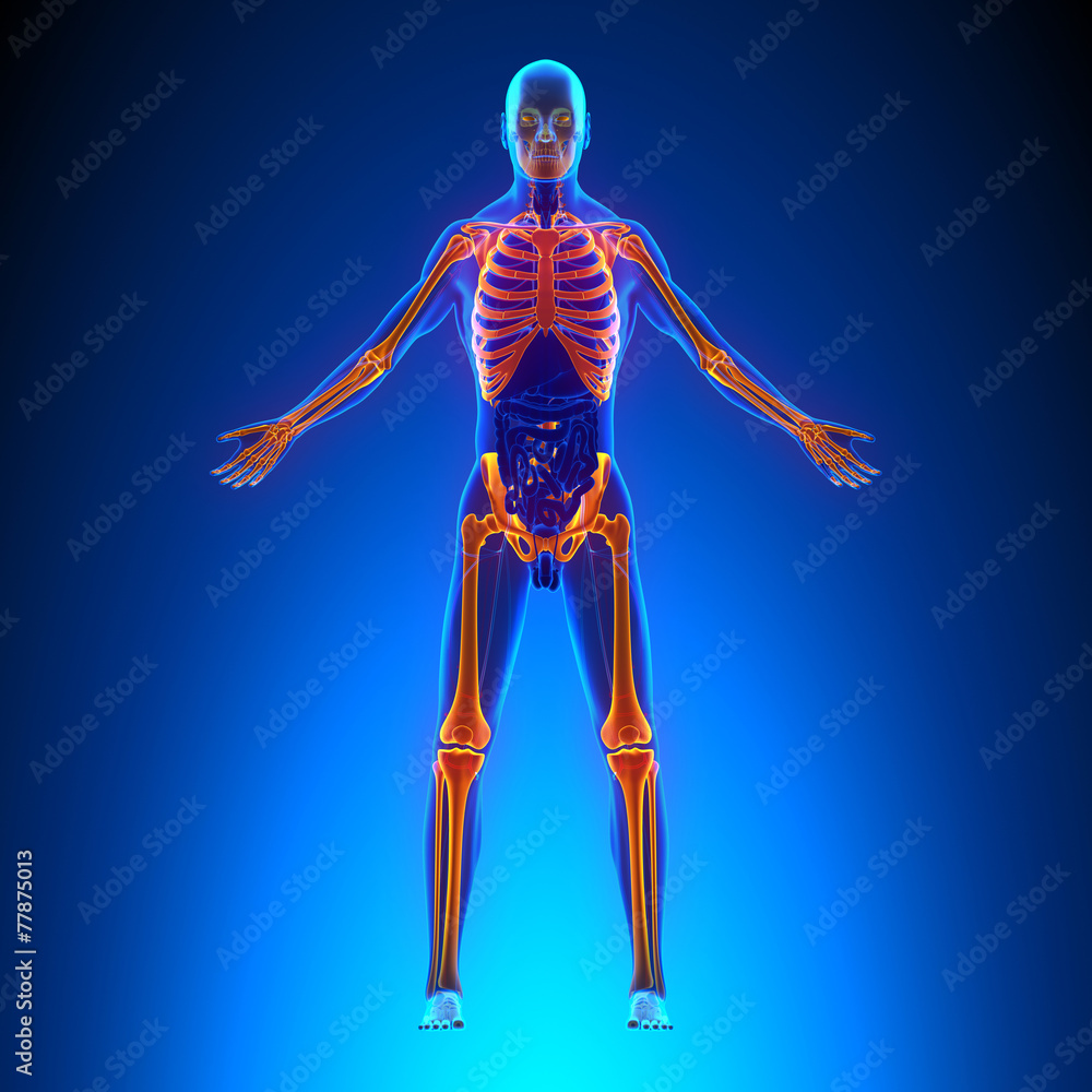Skeleton Anatomy Pain concept - with Ciculatory System