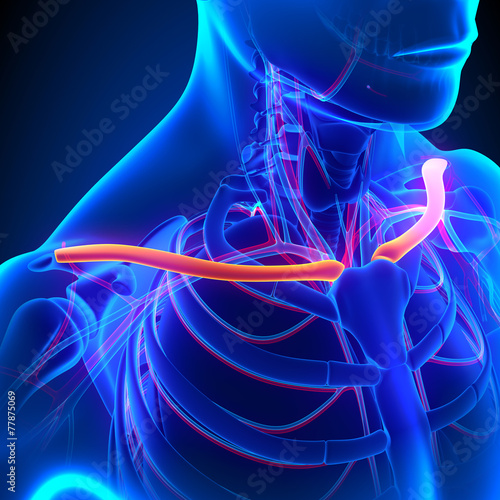 Obraz na płótnie Clavicle Bone Anatomy with Circulatory System