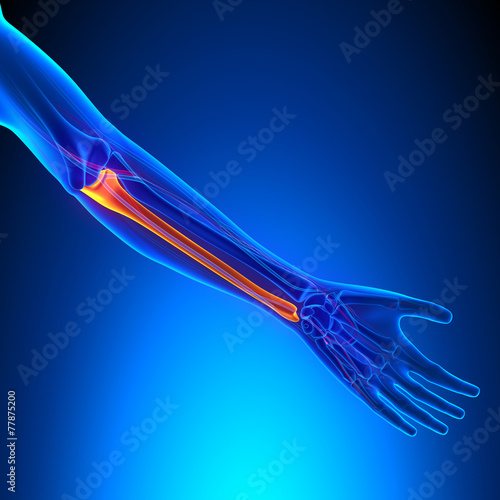 Ulna Bone Anatomy with Ciculatory System photo