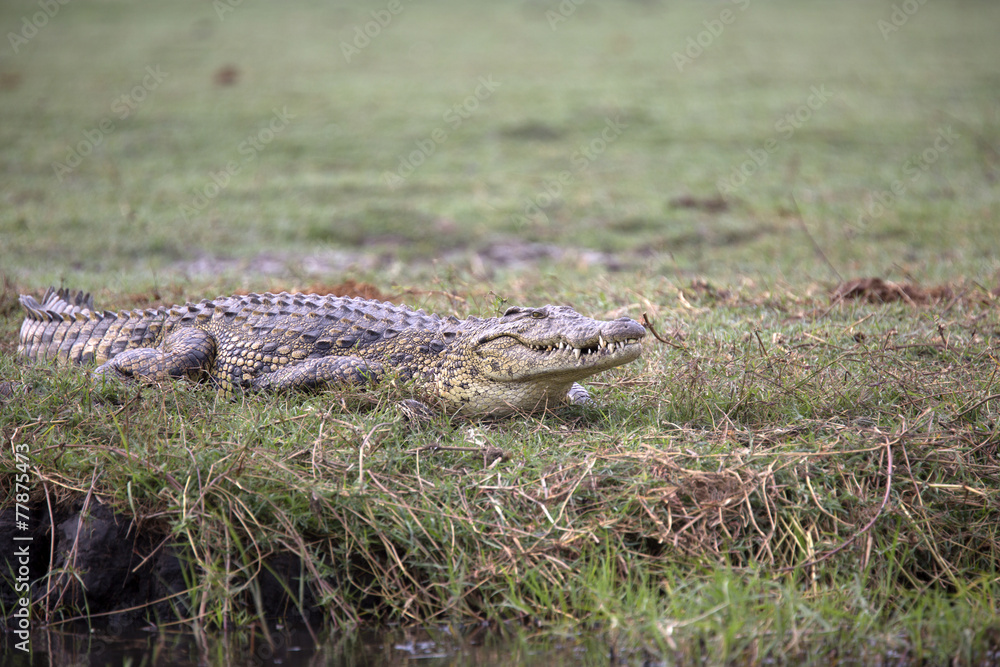 Fototapeta premium Portrait of lurking wild nile crocodile