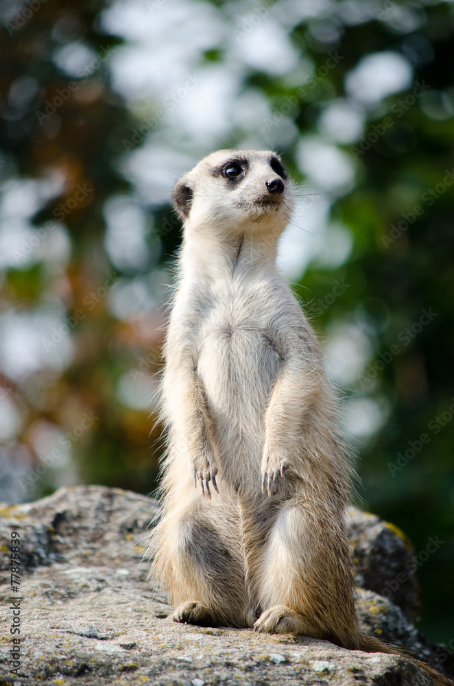 meerkat meerkat