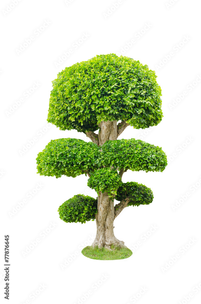 Bonsai tree, isolated over white background Bonsai tree, isolated over white background