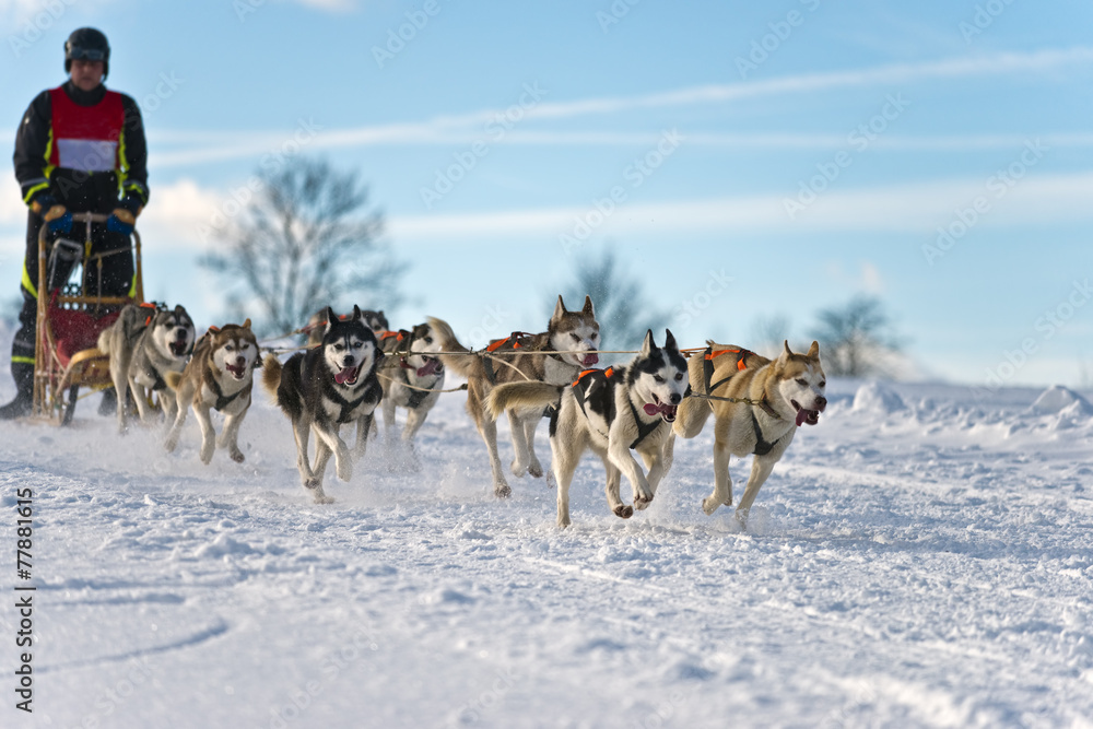 Hundeschlittenrennen Achtergespann Hundeschlittenrennen Achtergespann