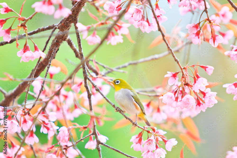White-eye bird and Cherry Blossom or Sakura White-eye bird and Cherry Blossom or Sakura