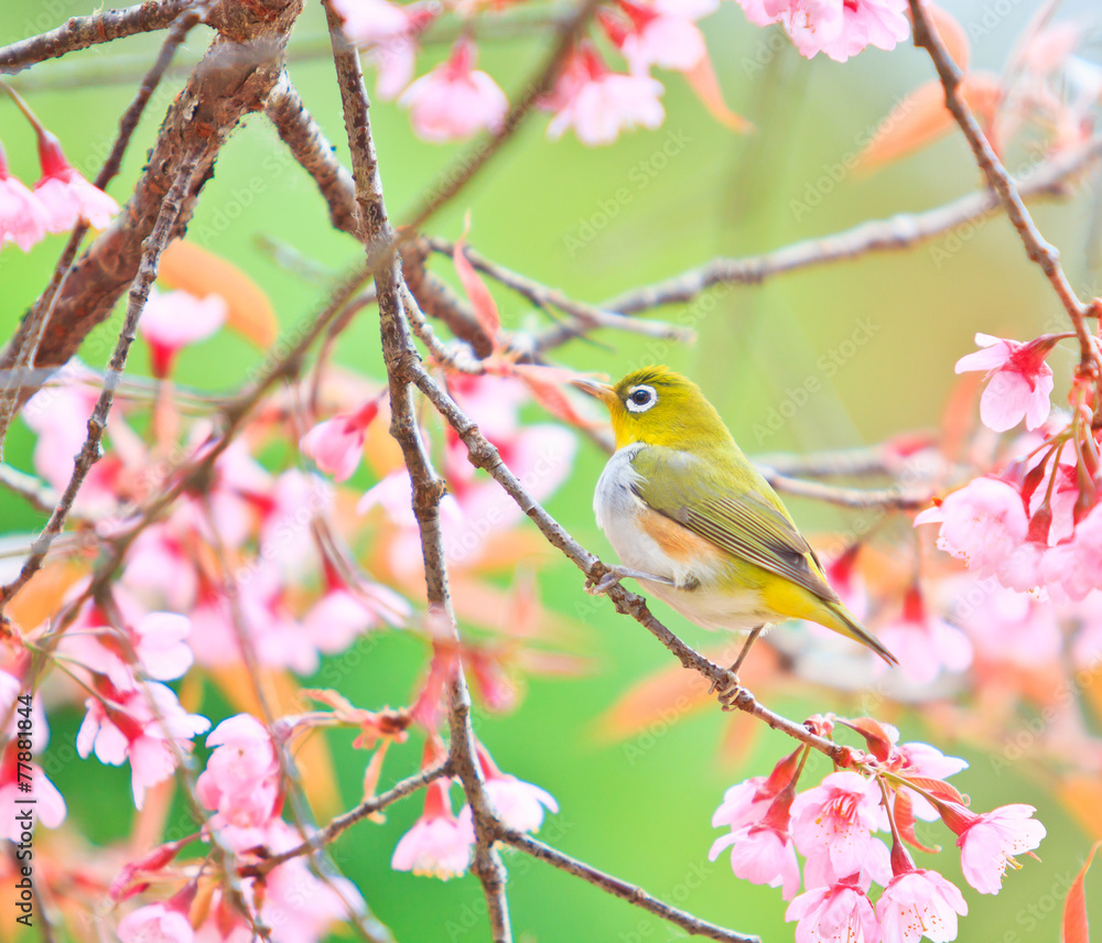 White-eye bird and Cherry Blossom or Sakura White-eye bird and Cherry Blossom or Sakura