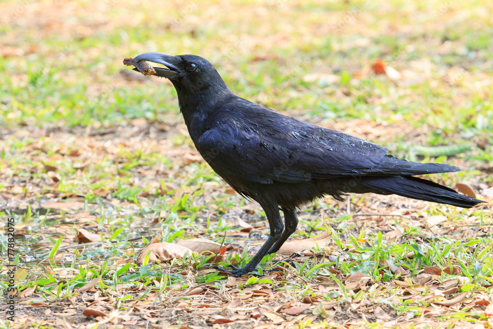wilderness black crow bird standing on grass field catching some wilderness black crow bird standing on grass field catching some