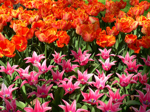 tulips