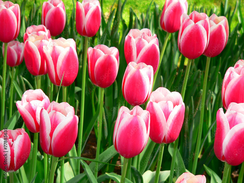 tulips tulips