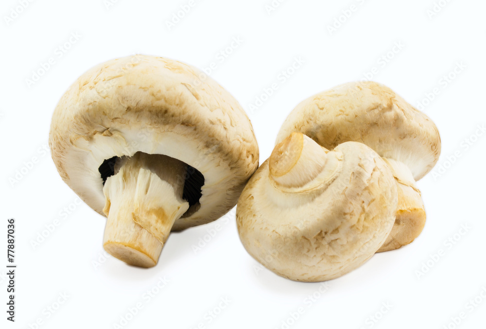 mushrooms isolated on white background mushrooms isolated on white background