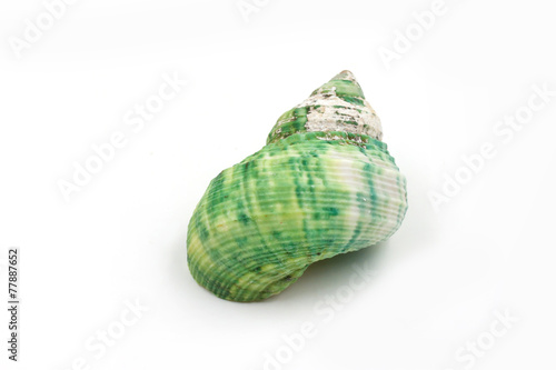 green Sea shells on white background