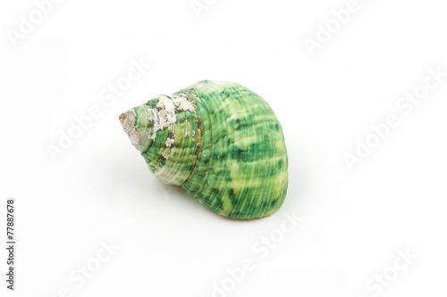 green Sea shells on white background