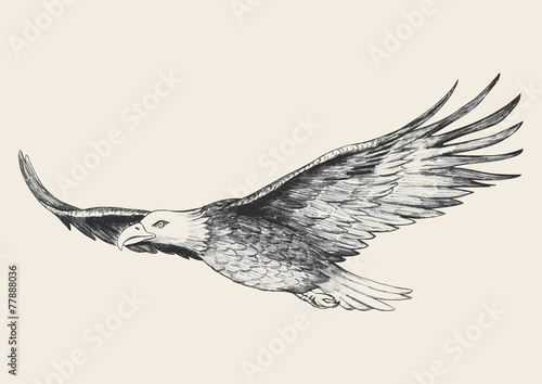 Sketch illustration of a soaring eagle