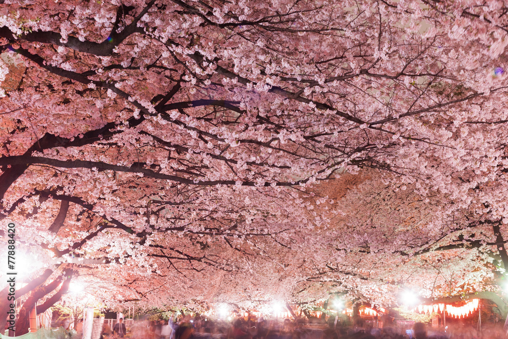 Naklejka premium 上野公園の夜桜