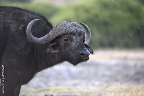 Portrait of wild african buffalo bull
