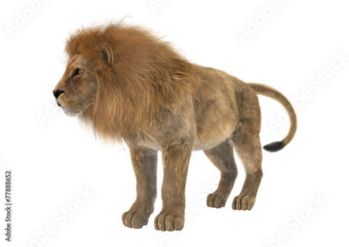 Fototapeta Naklejka Na Ścianę i Meble -  Male Lion