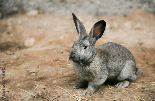 Grey rabbit at homestead photo
