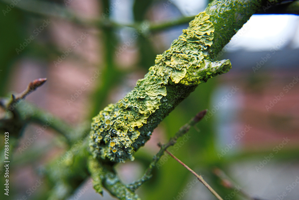 Fototapeta premium Gewöhnliche Gelbflechte, Xanthoria Parietina