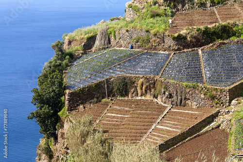 Obraz na płótnie Visiting Madeira: Agriculture and Landscape w salonie