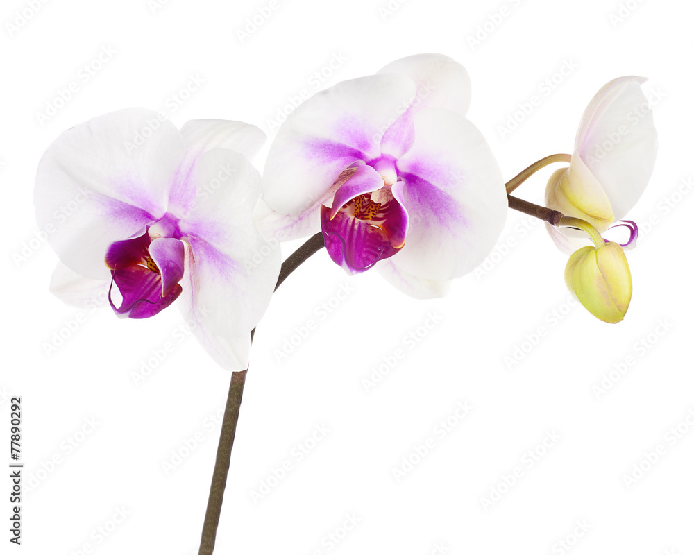 Blooming twig of white purple orchid isolated on white backgroun - obrazy, fototapety, plakaty 