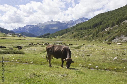 Brown cow eating the grass © greta gabaglio