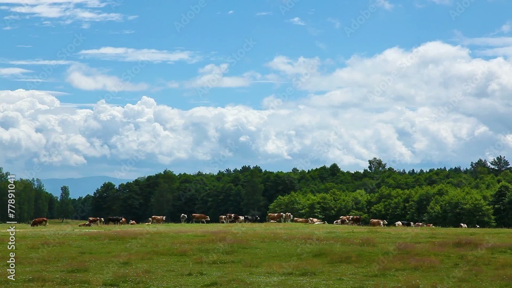 Clouds and cow herd time lapse in summer