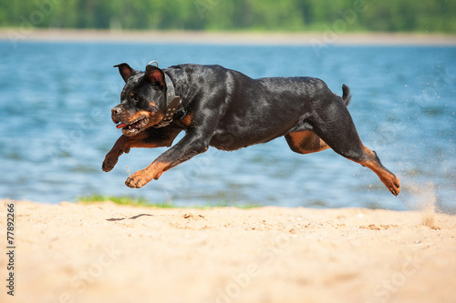 Fototapeta Naklejka Na Ścianę i Meble -  Rottweiler dog running on the beach