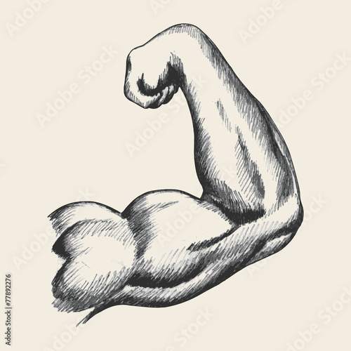 Sketch illustration of muscular human male right arm