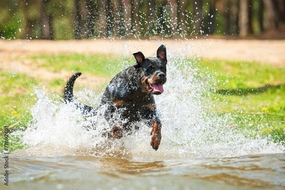 Rottweiler dog jumping in the water