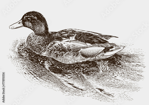 floating wild duck