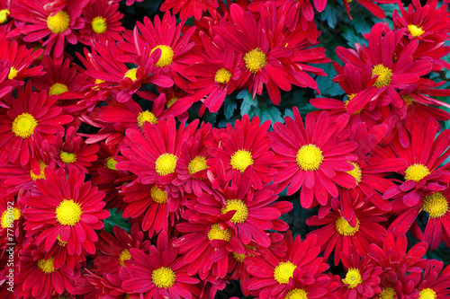 red and yellow flowers with pollen