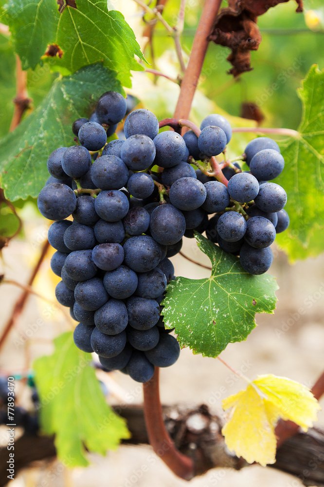 A bunch of ripe red grapes, still on the tree with green leaves