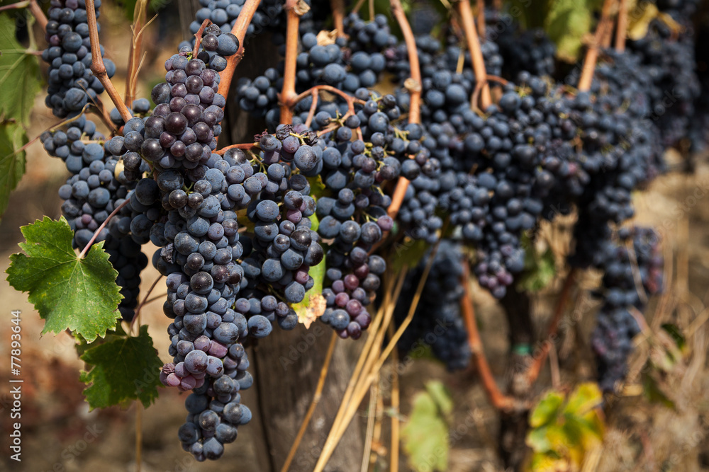 Many clusters of ripe red grapes in the vineyard