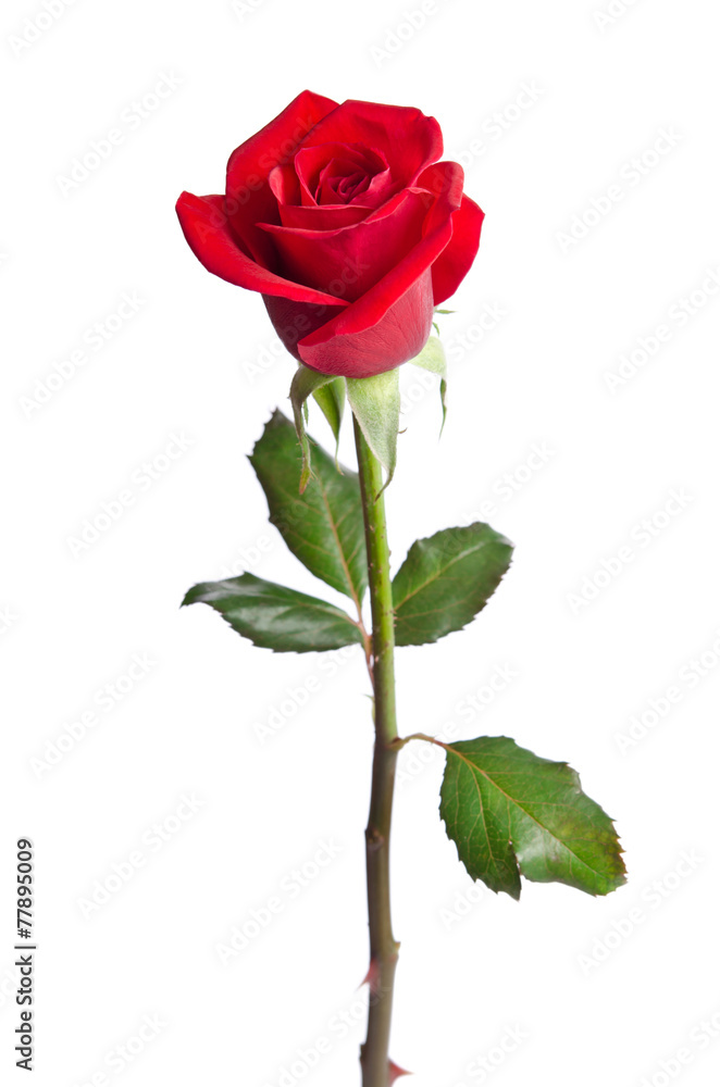beautiful red rose isolated on white background Stock Photo | Adobe Stock