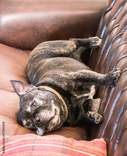 Staffordshire Bull Terrer lying on leather sofa photo
