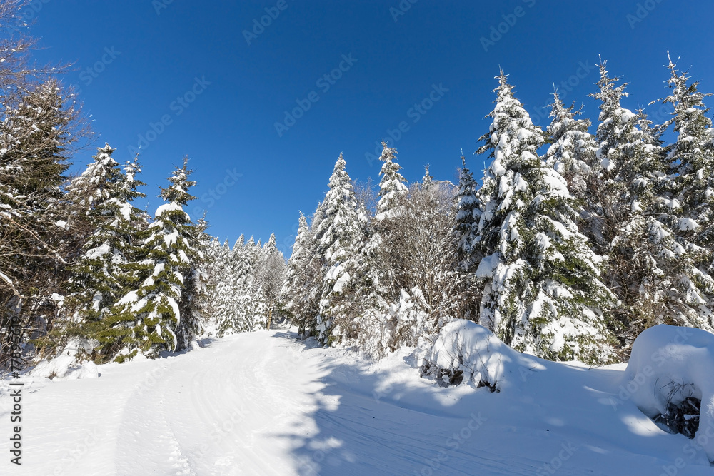 Forêt des vosges en hiver