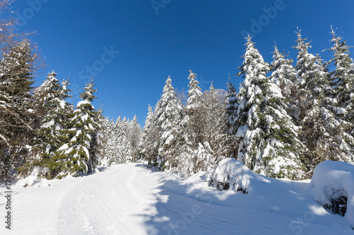 Forêt des vosges en hiver © Olympixel