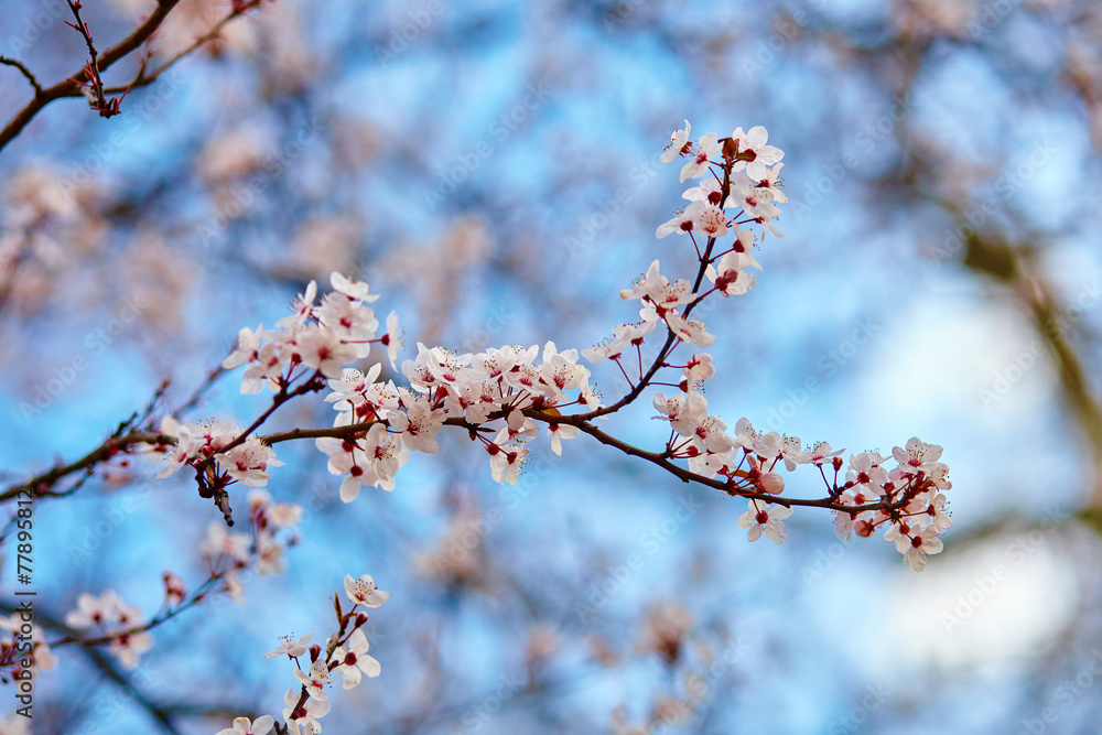 Cherry blossoms against the blue sky Cherry blossoms against the blue sky