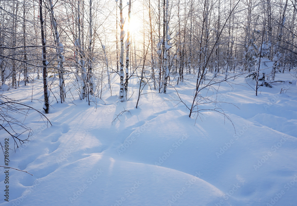 Landscape. winter forest