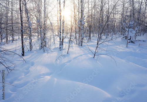 Landscape. winter forest © Nikolay Beletskiy
