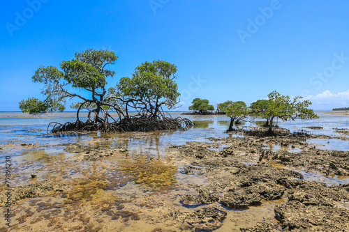 Boipeba - Plage de Castelhanos - Mangrove © thomathzac23