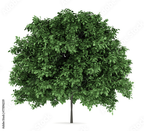 common hornbeam tree isolated on white background photo